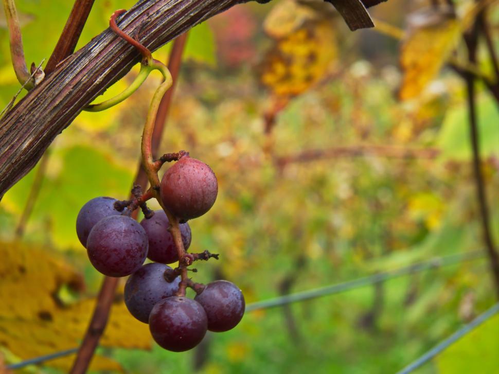 Free Image of Bunch of wild grapes on vine in autumn 