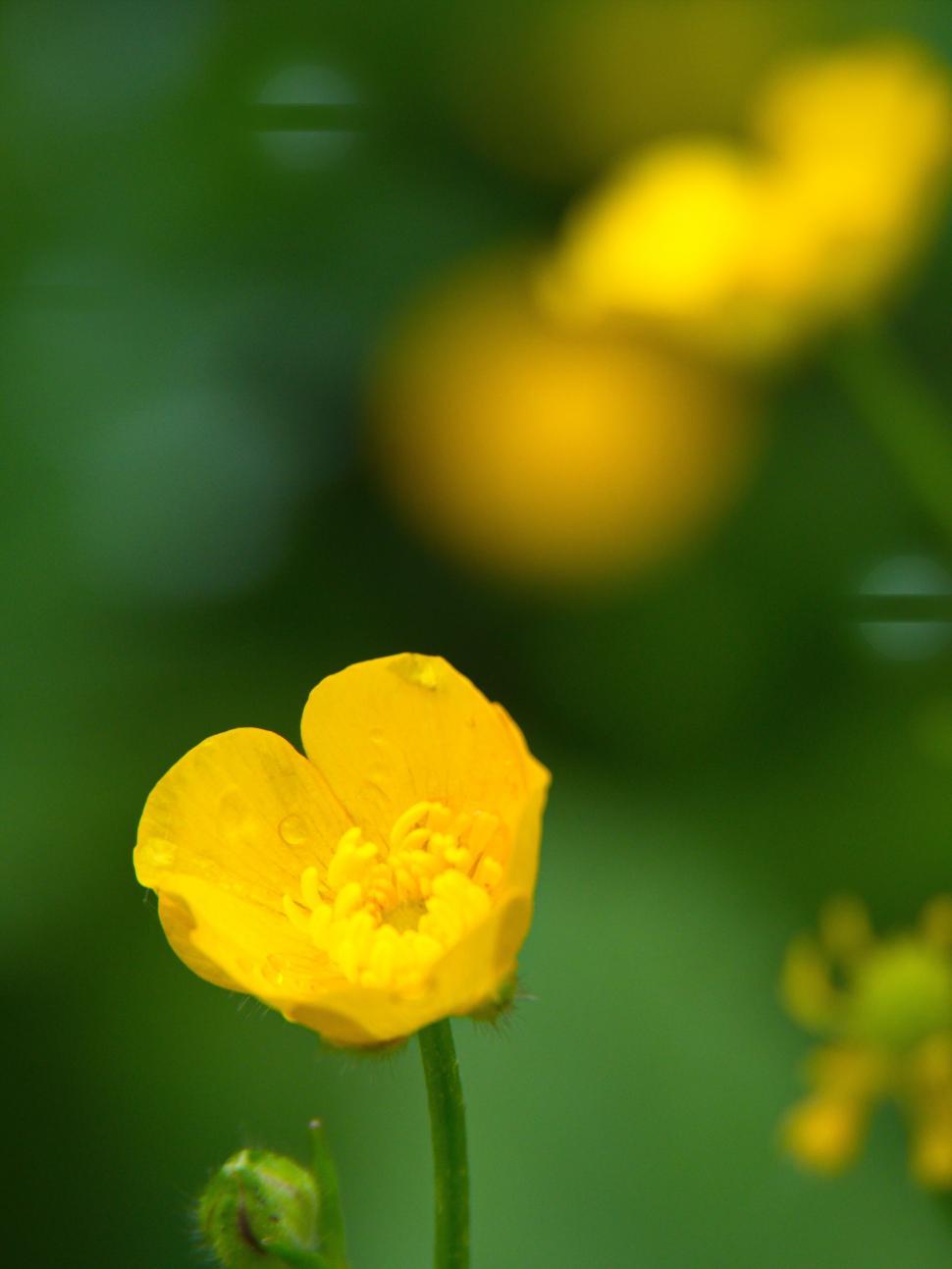Free Image of Yellow buttercup flower with blurred background 