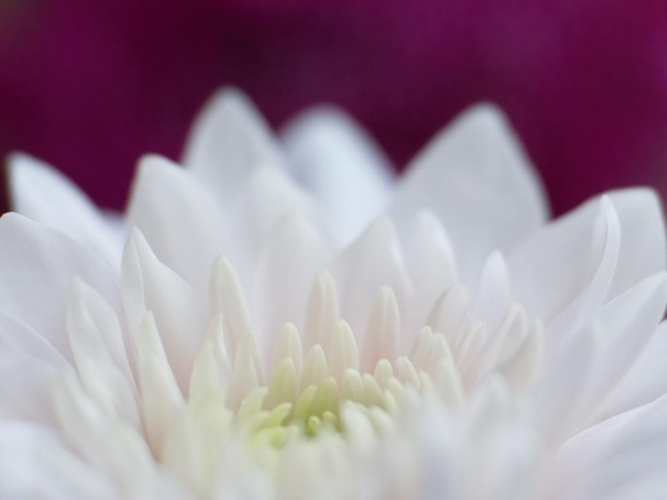 Free Image of Close-up of white chrysanthemum petals 