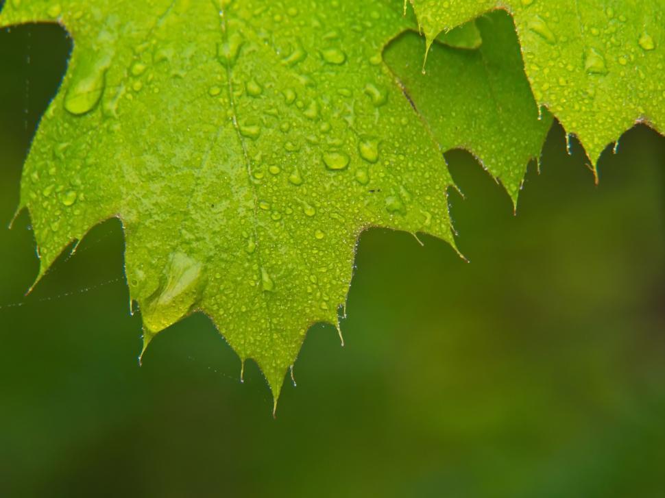 Free Image of Close View of Leaf with Rain Droplets 