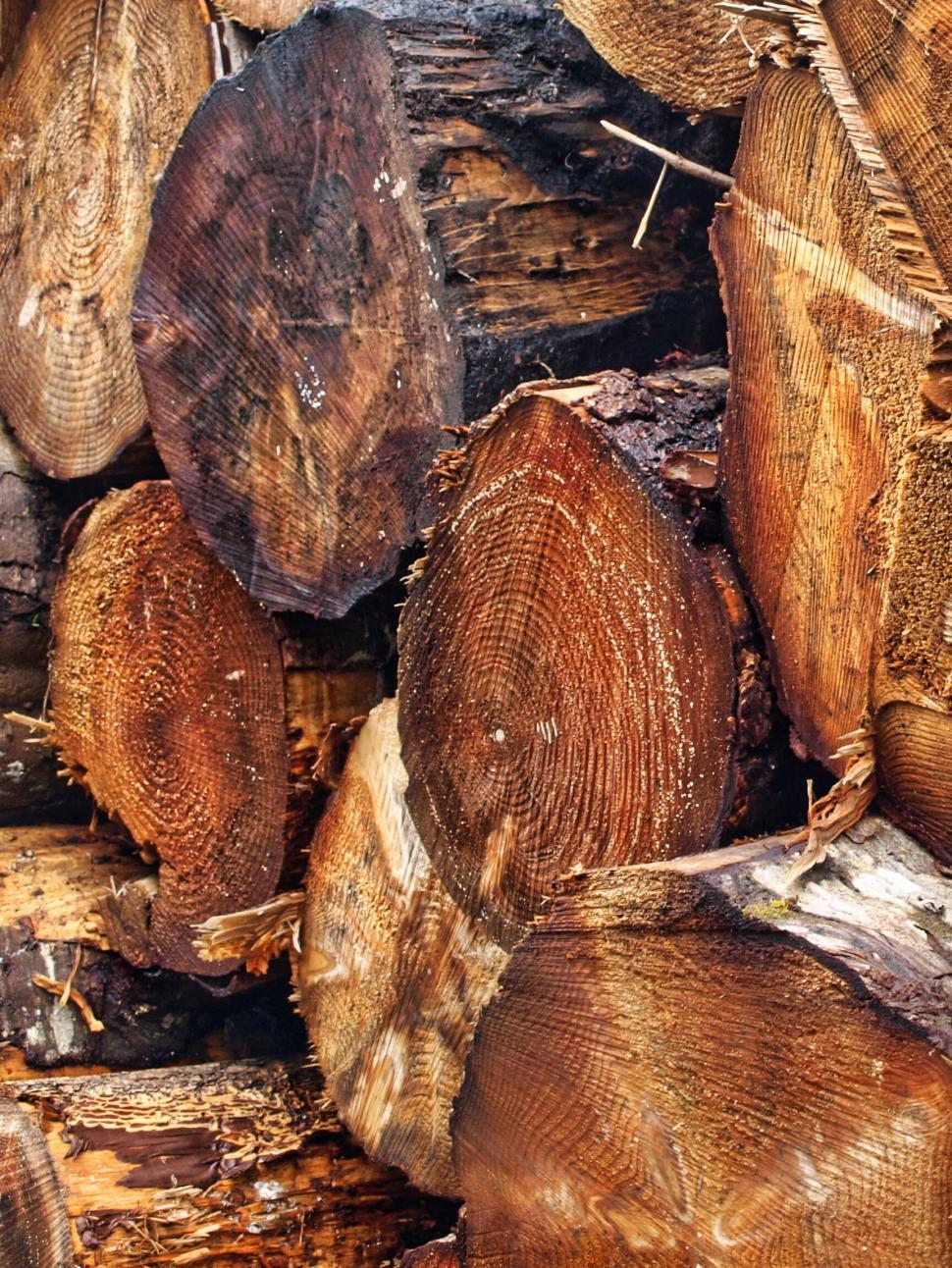 Free Image of Woodpile pattern and texture detail 