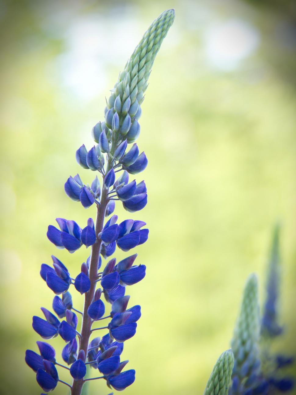 Free Image of Vivid Blue Lupine Flowers Against Green 