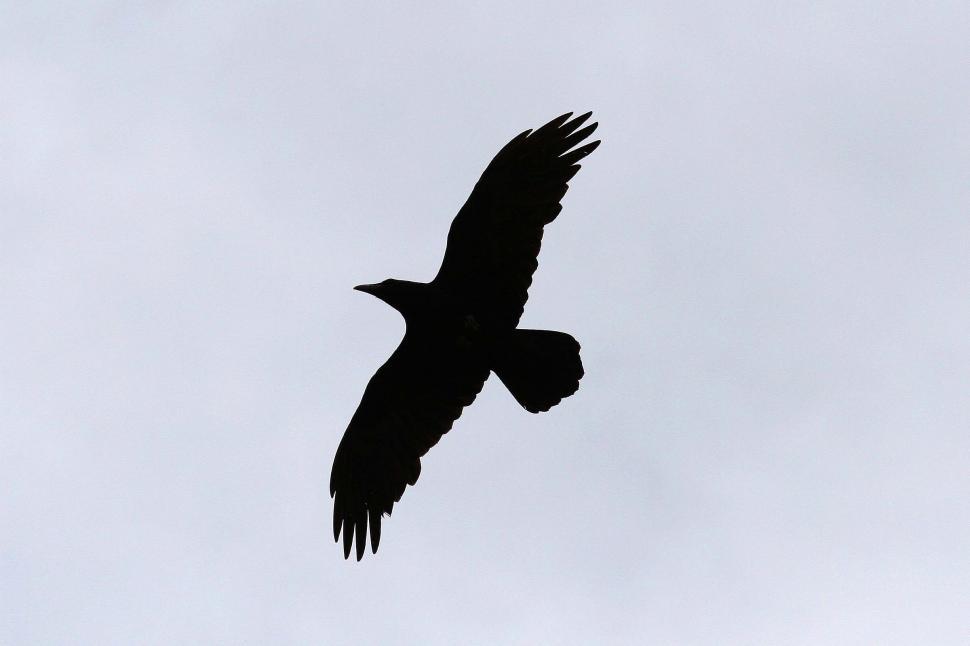 Free Image of Silhouette of bird in flight 