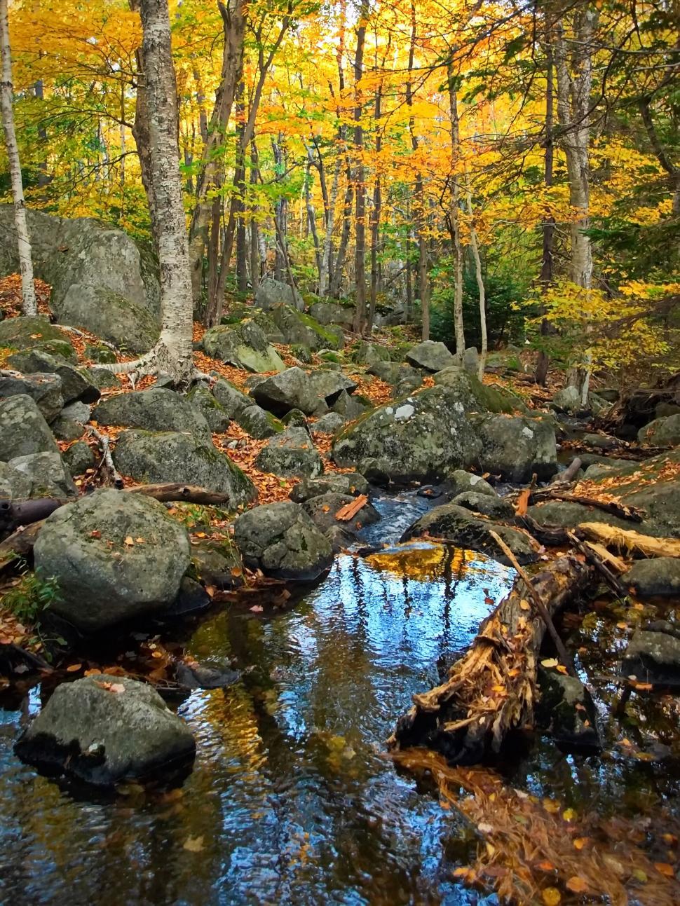 Free Image of Autumn forest with stream and boulders 