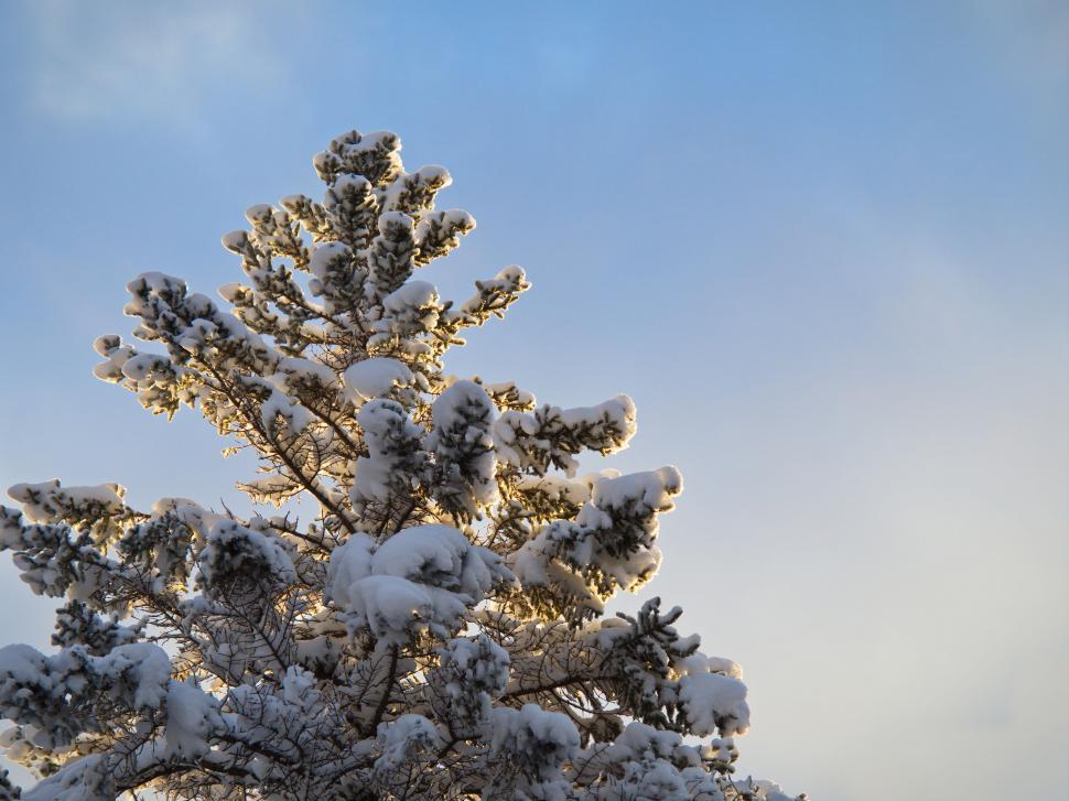 Free Image of Snow-covered pine tree against the cloudy sky 