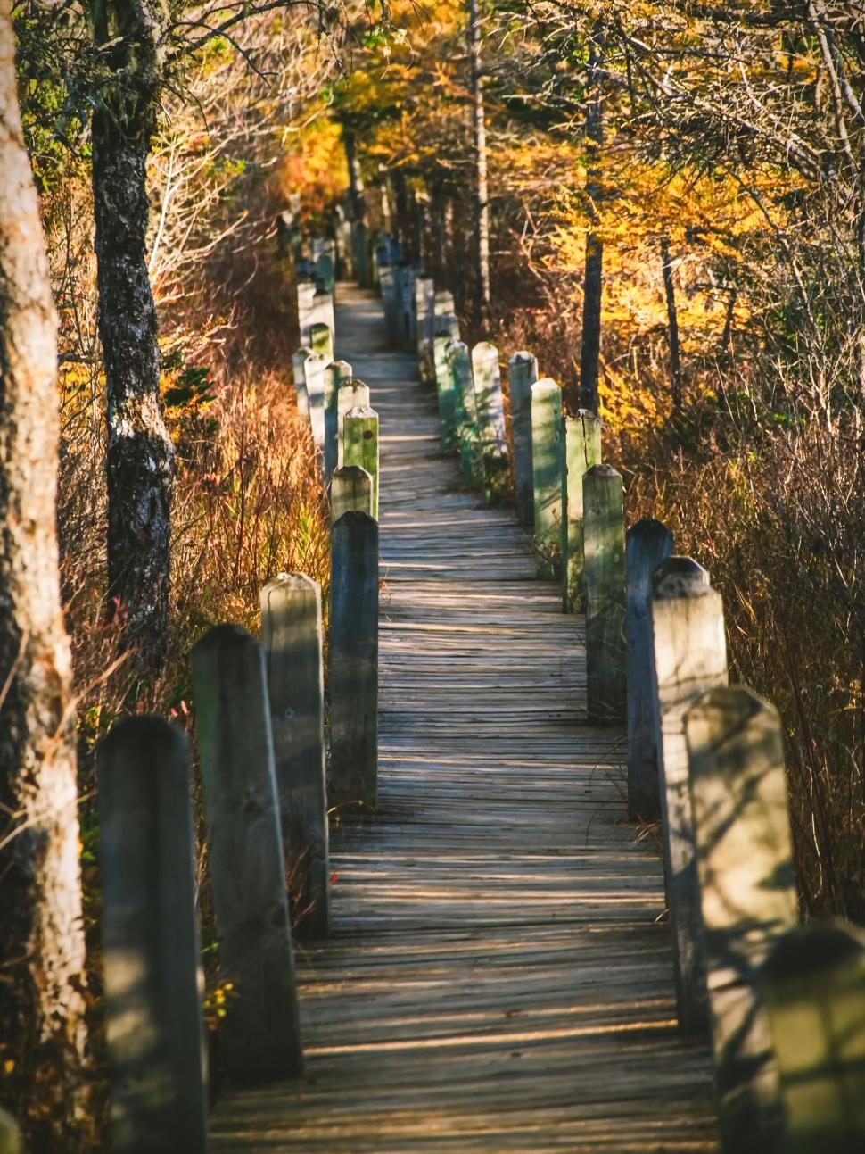 Free Image of Wooden boardwalk through autumn forest 