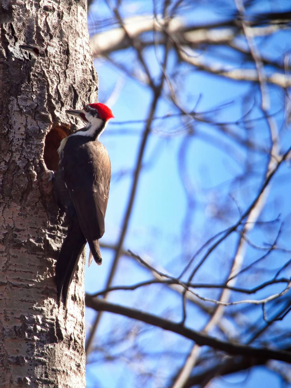 Free Image of Woodpecker on tree trunk in forest 