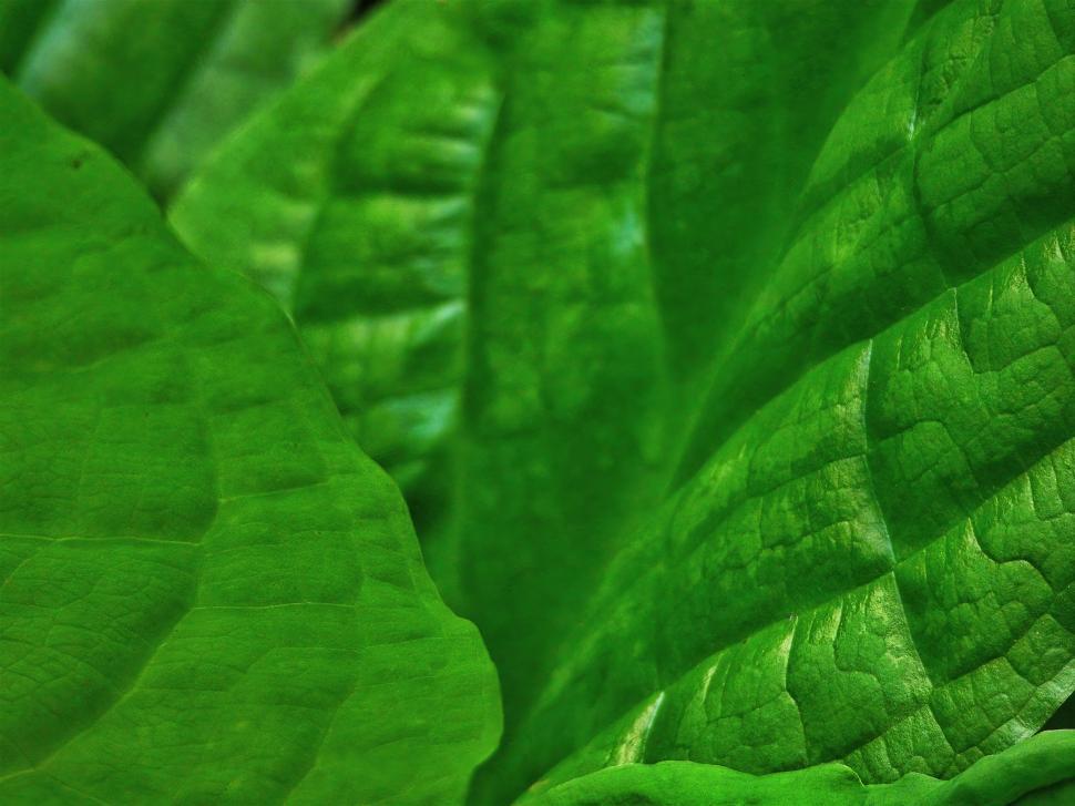 Free Image of Close-up texture of vibrant green leaves 