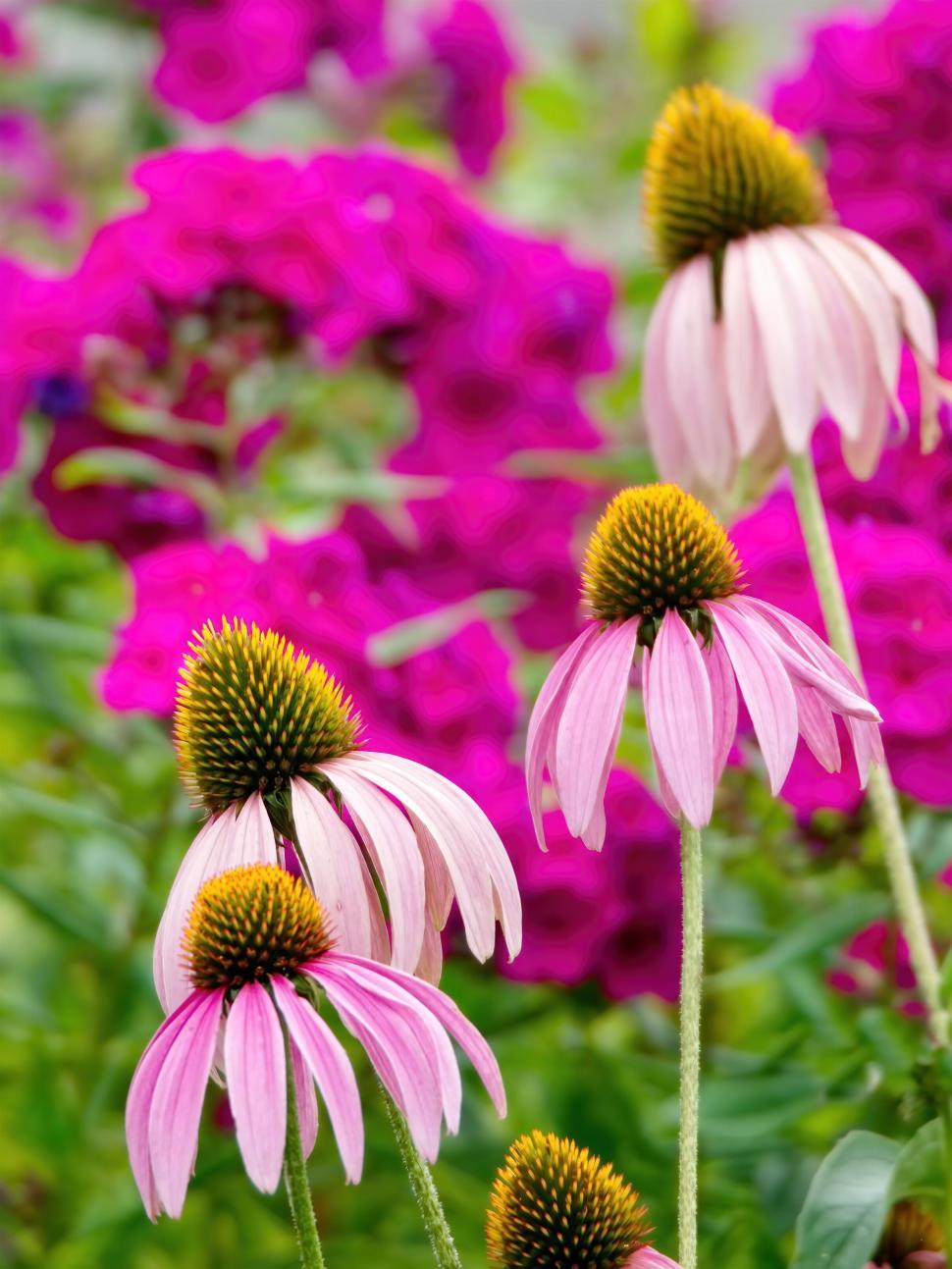Free Image of Vibrant pink coneflowers in a garden 
