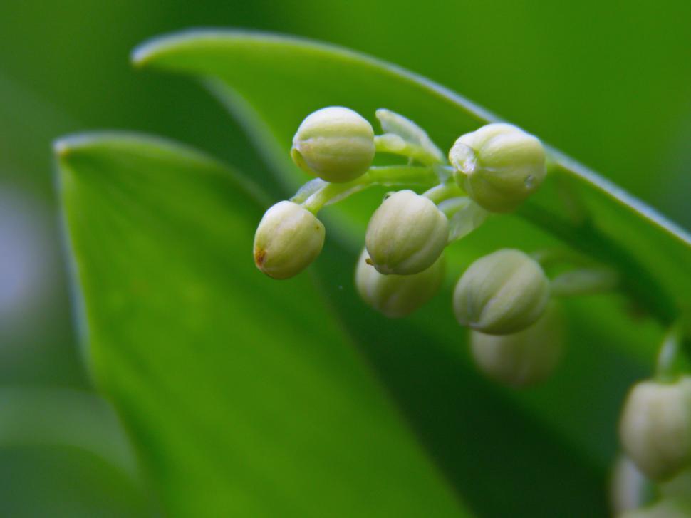 Free Image of Close-up of lily of the valley buds in bloom 