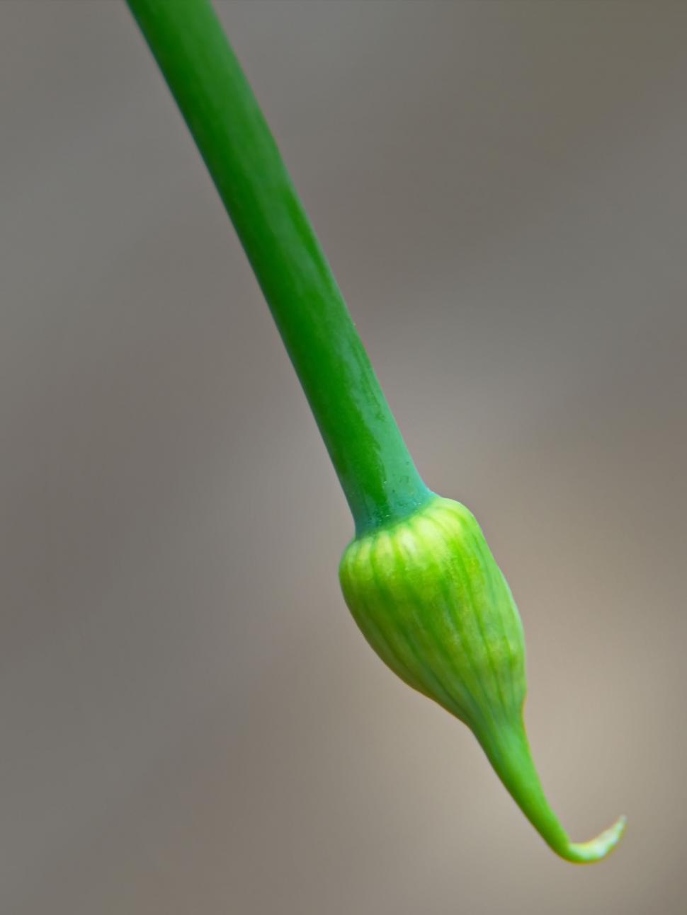 Free Image of Single green stem with a budding flower 