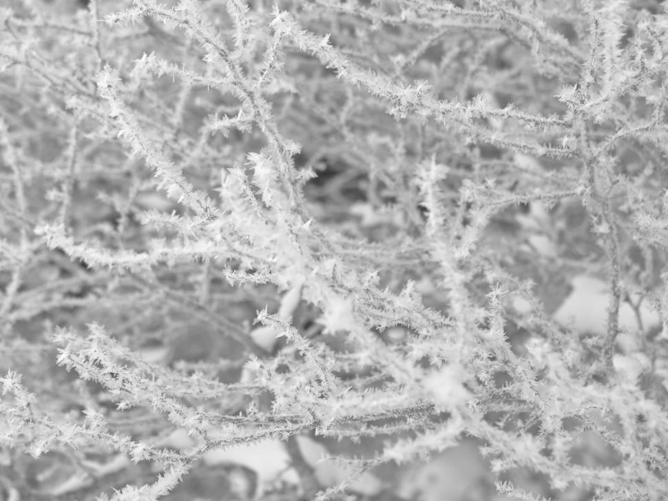 Free Image of Intricate frost patterns on winter branches 