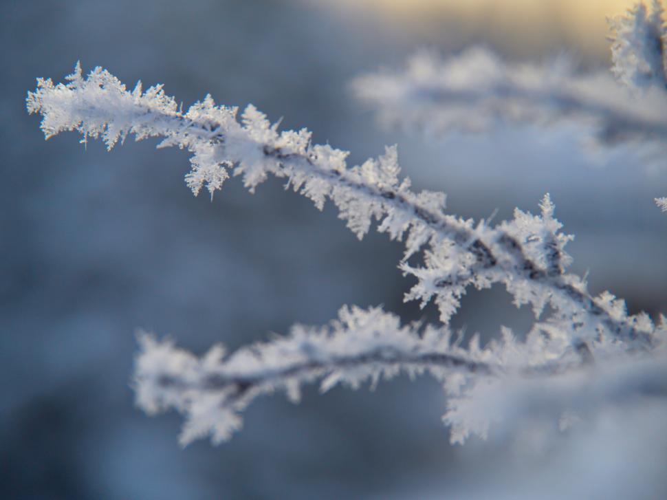 Free Image of Frosted branches in a winter close-up shot 