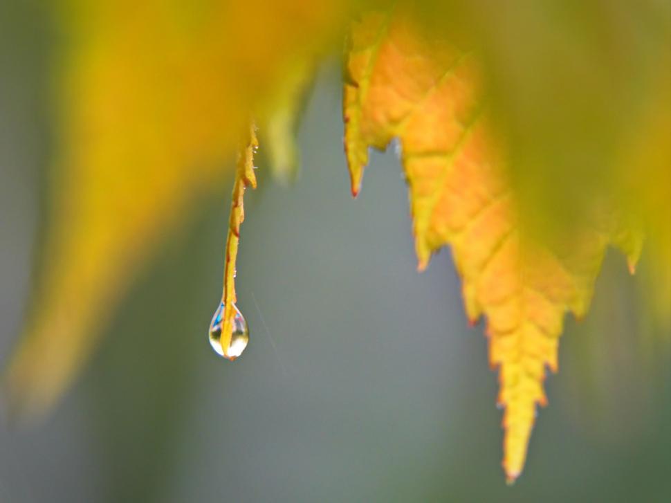 Free Image of Water drop hanging from yellow leaf 