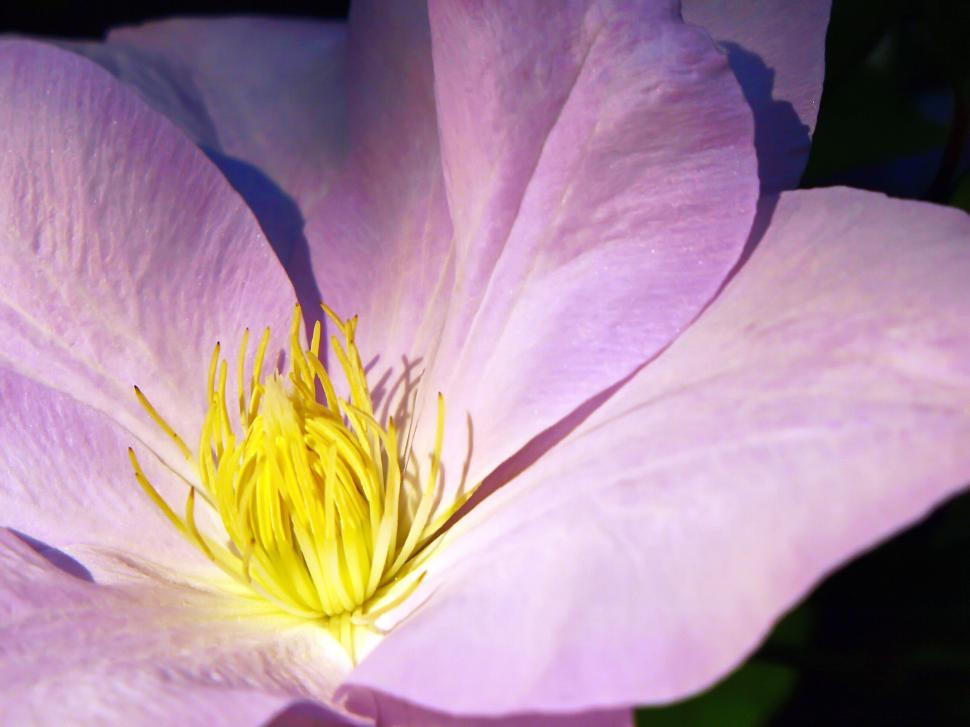 Free Image of Close-up of a Delicate Purple Clematis Flower 