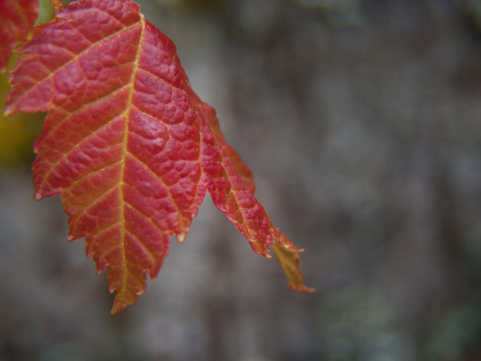 Free Image of Autumn leaf with vibrant red hues 