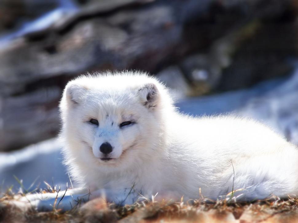 Free Image of Arctic fox curled up in snowy habitat 