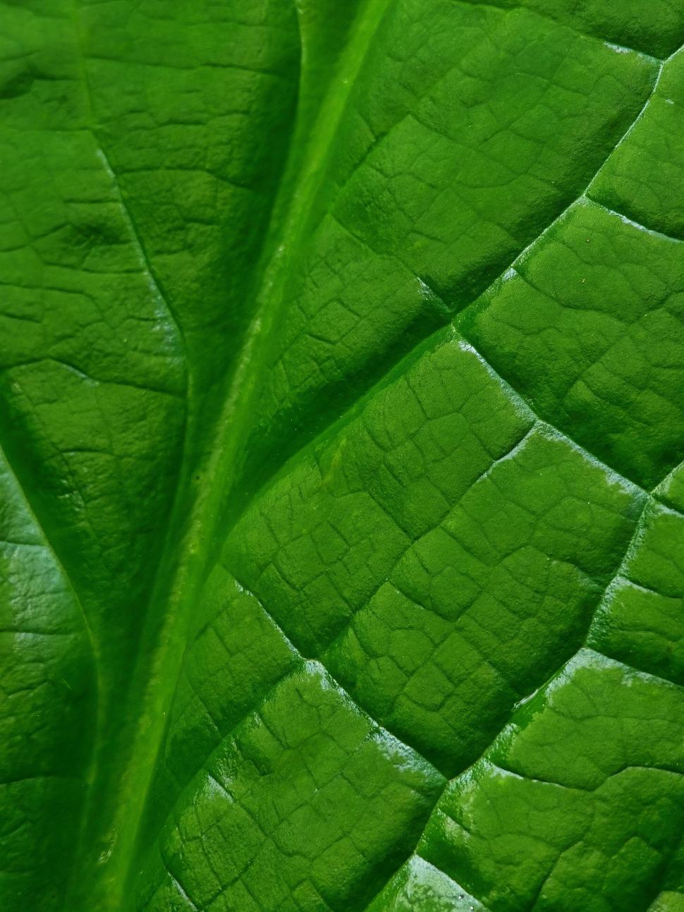 Free Image of Veiny texture of a vibrant green leaf 