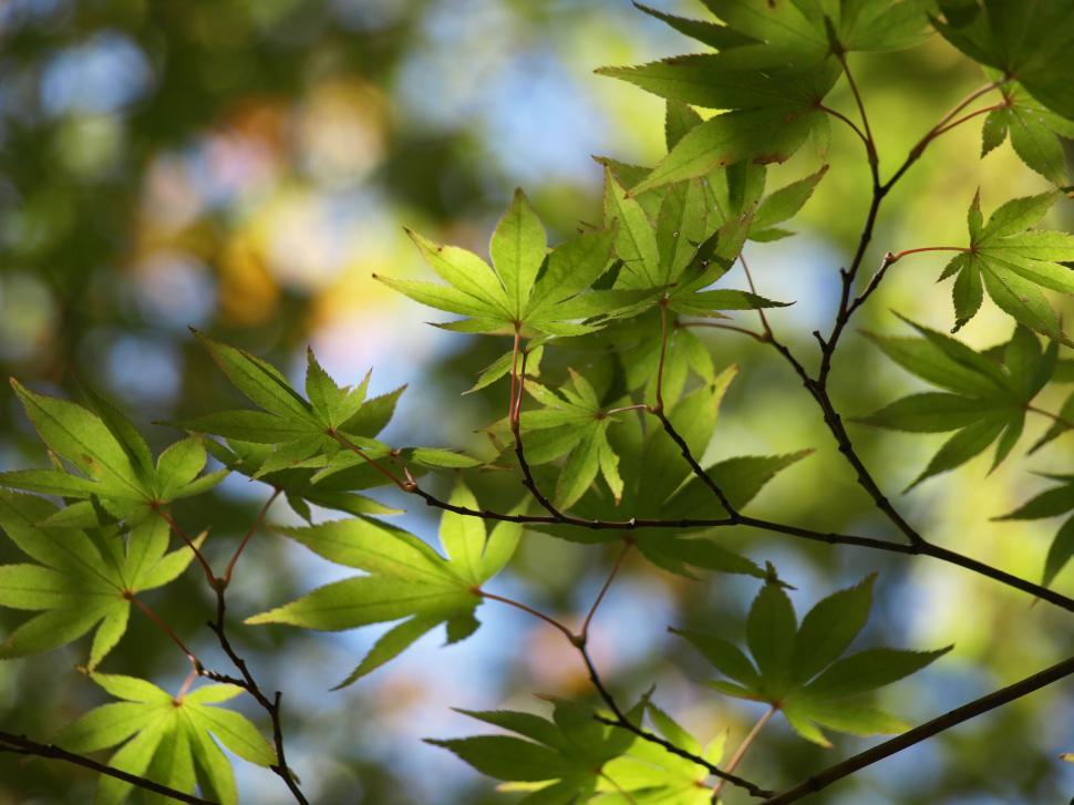 Free Image of Green maple leaves backlit by sunlight 