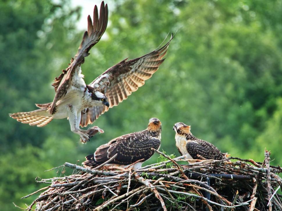 Free Image of Osprey landing on a nest with chicks 