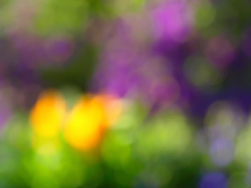 Free Image of Abstract blurry flowers in bokeh background 
