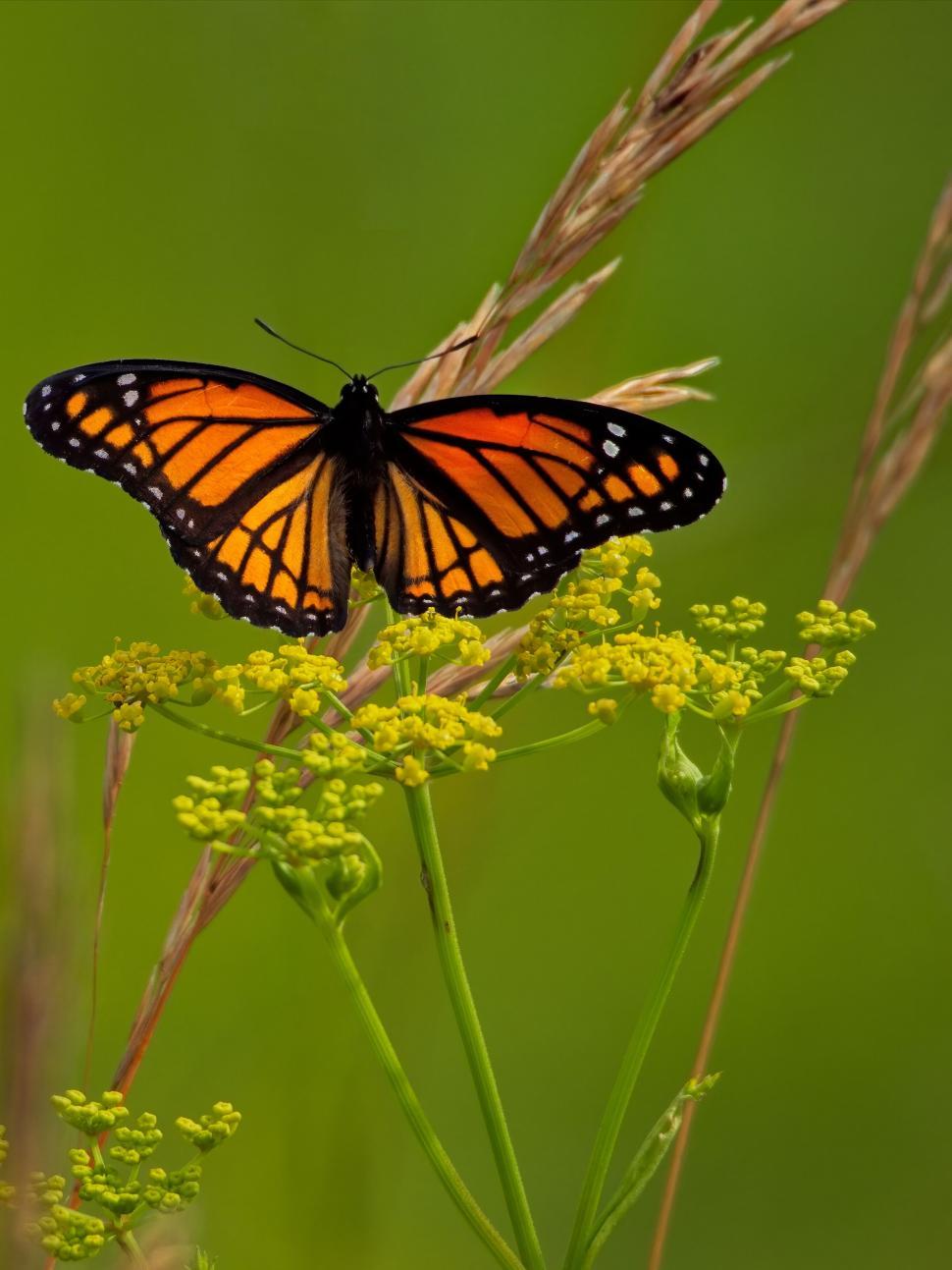 Free Image of Monarch Butterfly on Yellow Wildflowers 