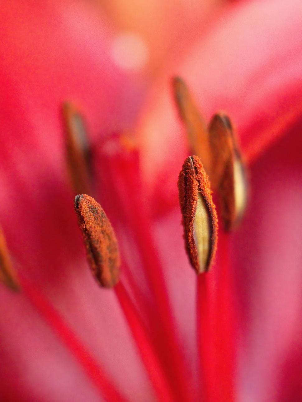 Free Image of Vibrant macro of lily stamen and pollen 