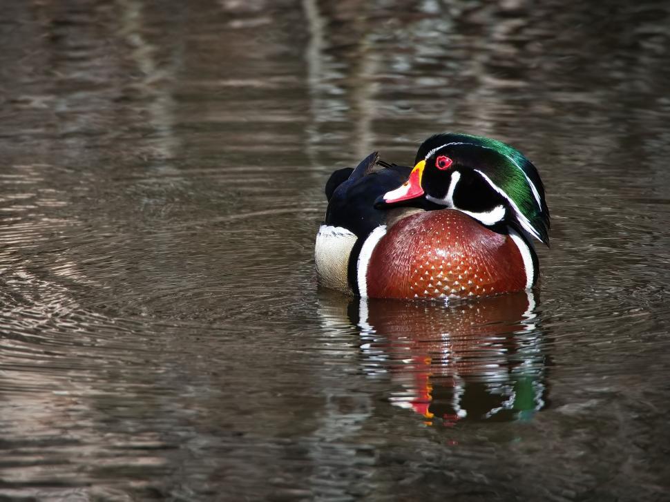 Free Image of Colorful wood duck swimming in tranquil water 