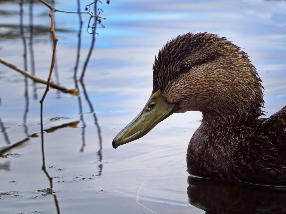 Free Image of Close-up portrait of a wild duck in water 