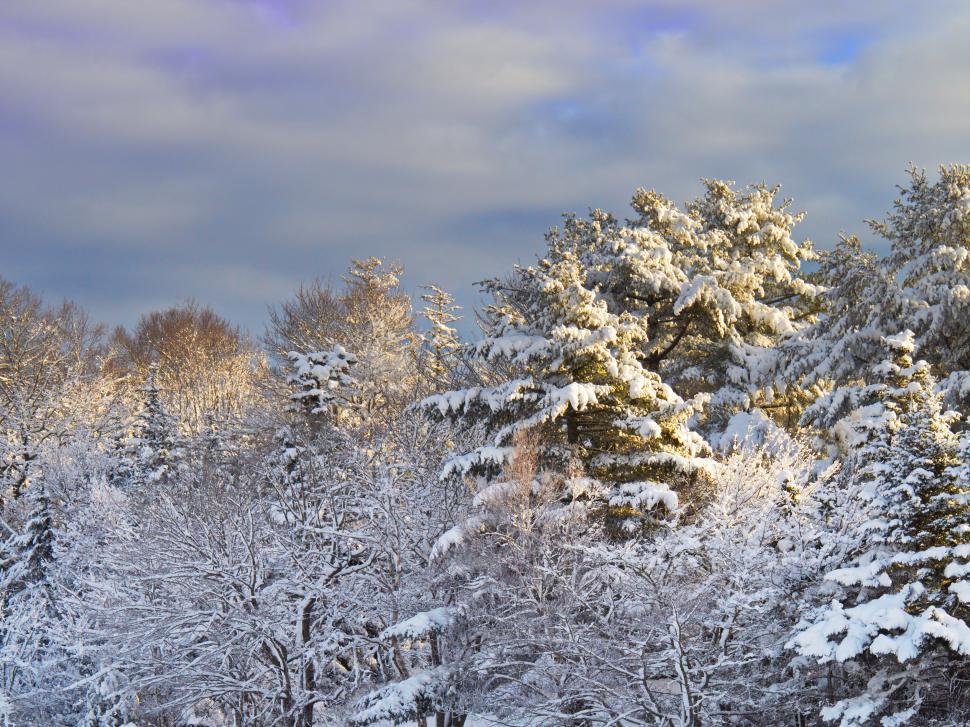 Free Image of Snow-covered forest trees under sunlight 