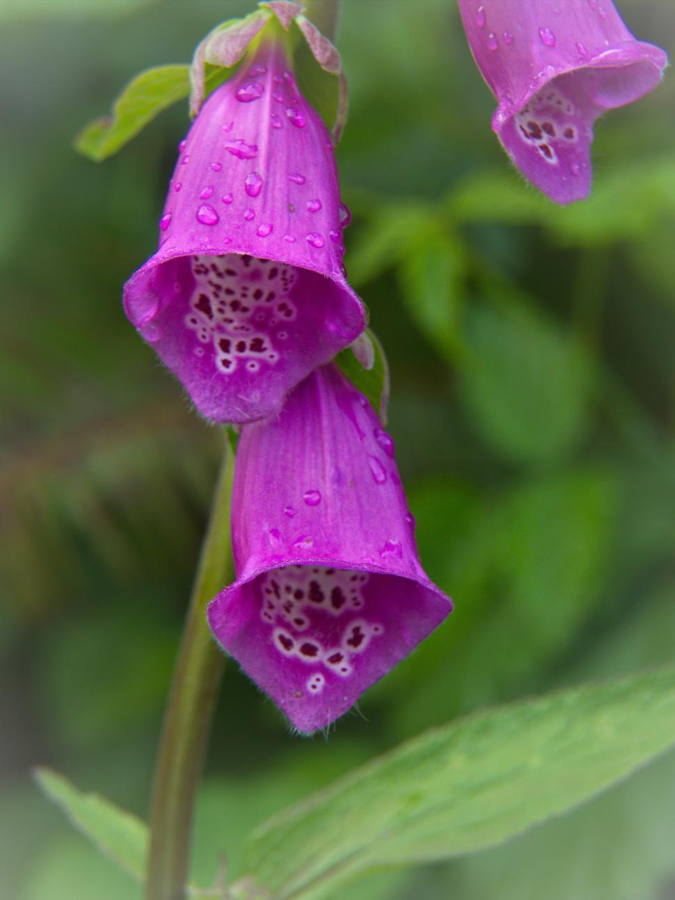 Free Image of Purple Foxglove Flowers Dripping with Dew 
