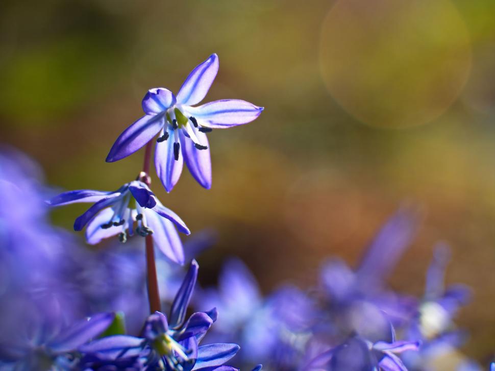 Free Image of Close-up of vibrant blue spring flowers 