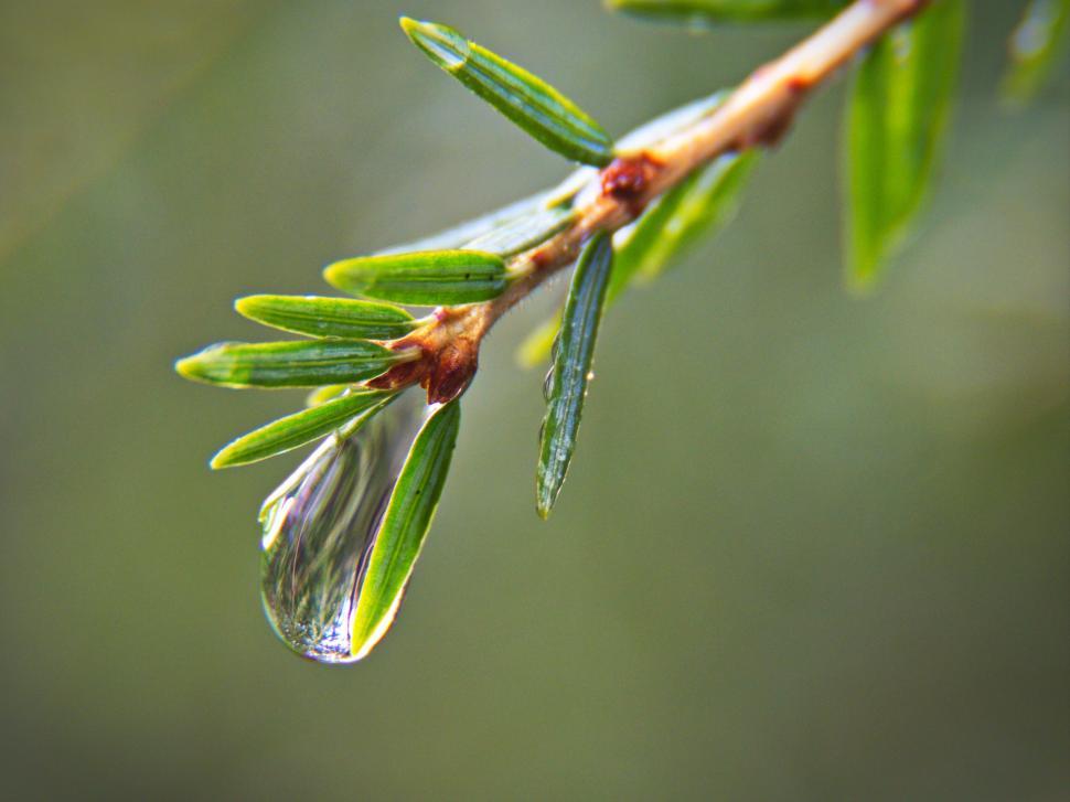 Free Image of Water droplet on pine needle close-up 