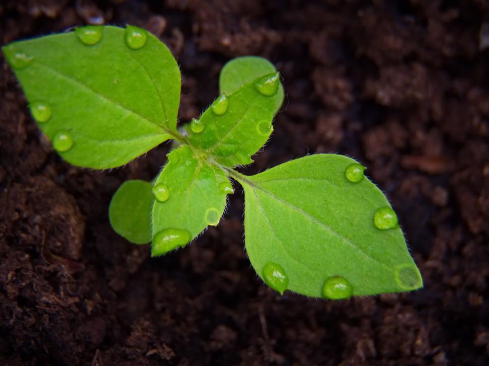 Free Image of Green seedling with dewdrops on soil 