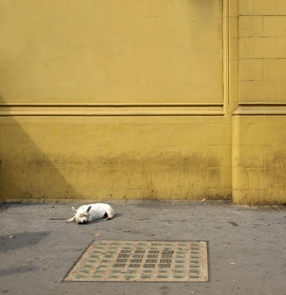 Free Image of Dog lying on pavement by yellow wall 