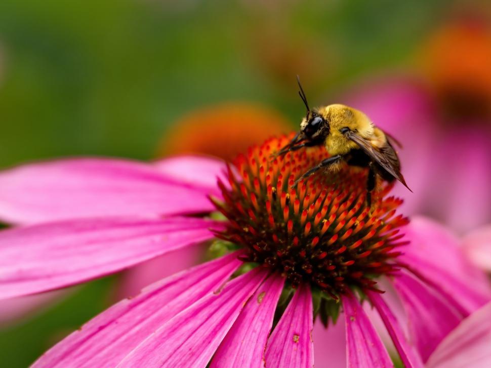 Free Image of Bee pollinating a vibrant echinacea flower 
