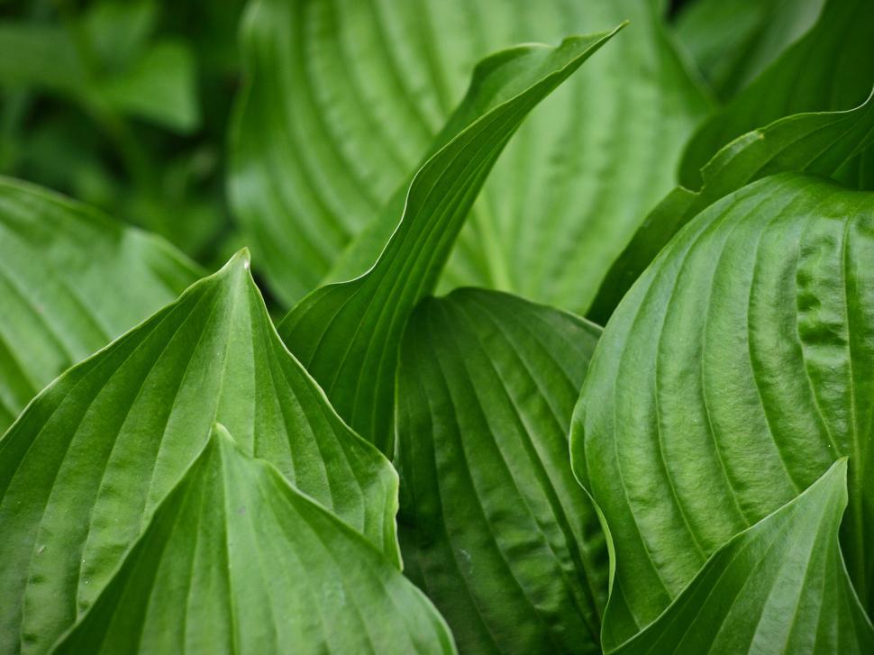 Free Image of Lush green hosta plant leaves close-up 