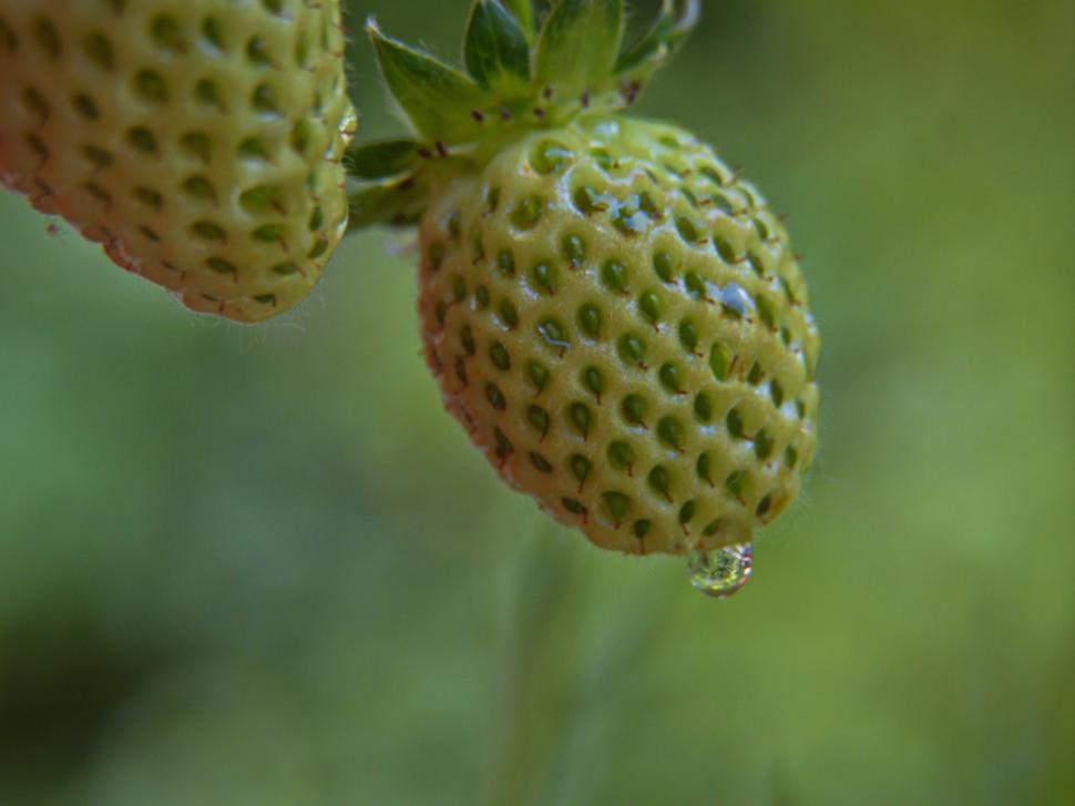 Free Image of Unripe strawberries close-up with water drop 