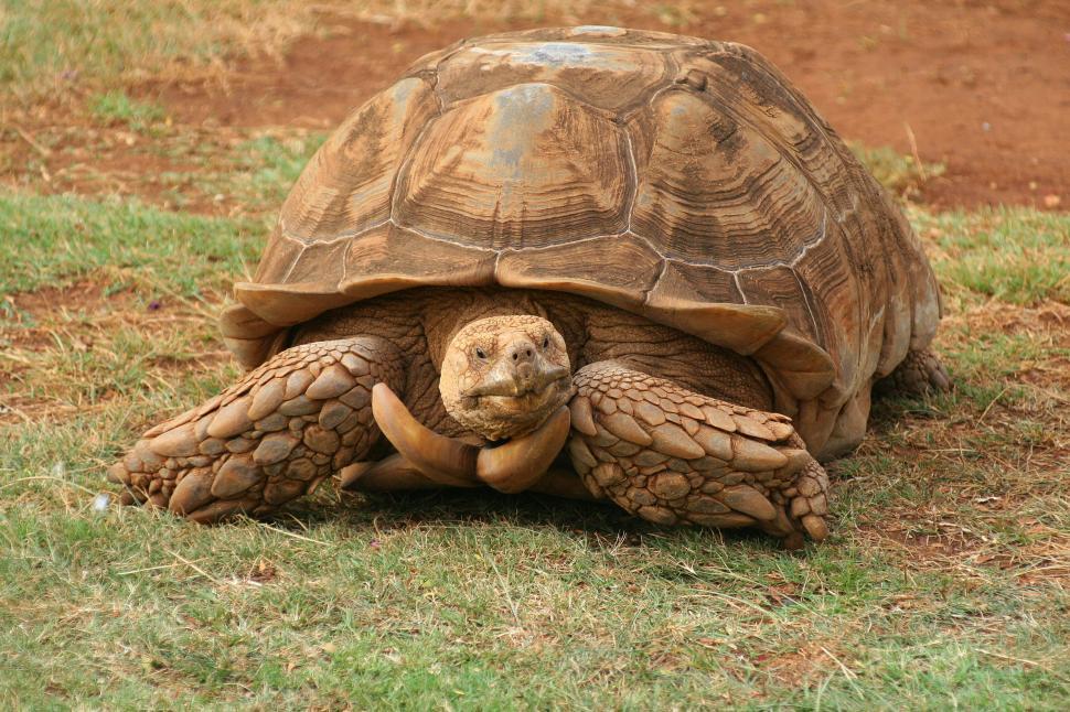 Free Image of Giant tortoise in natural habitat 