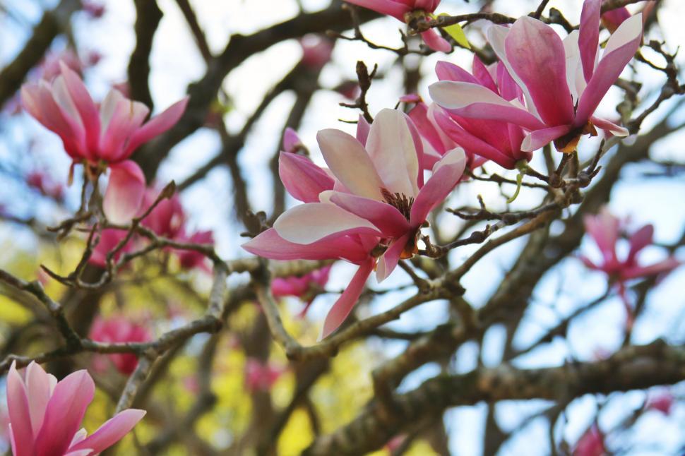 Free Image of Pink magnolia blooms on a tree branch 