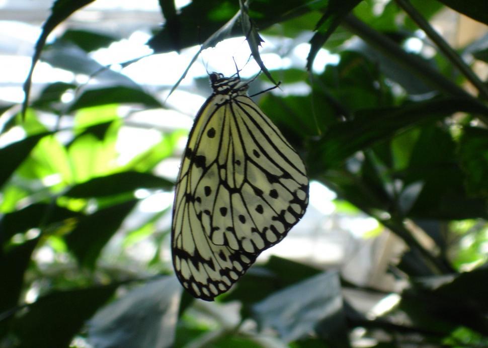 Free Image of Butterfly 