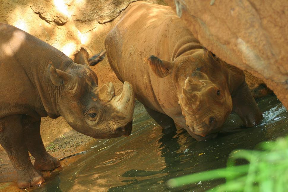 Free Image of Two rhinos drinking water together 