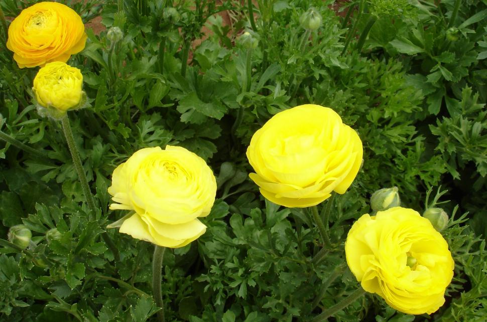 Free Image of Group of Yellow Flowers in a Garden 