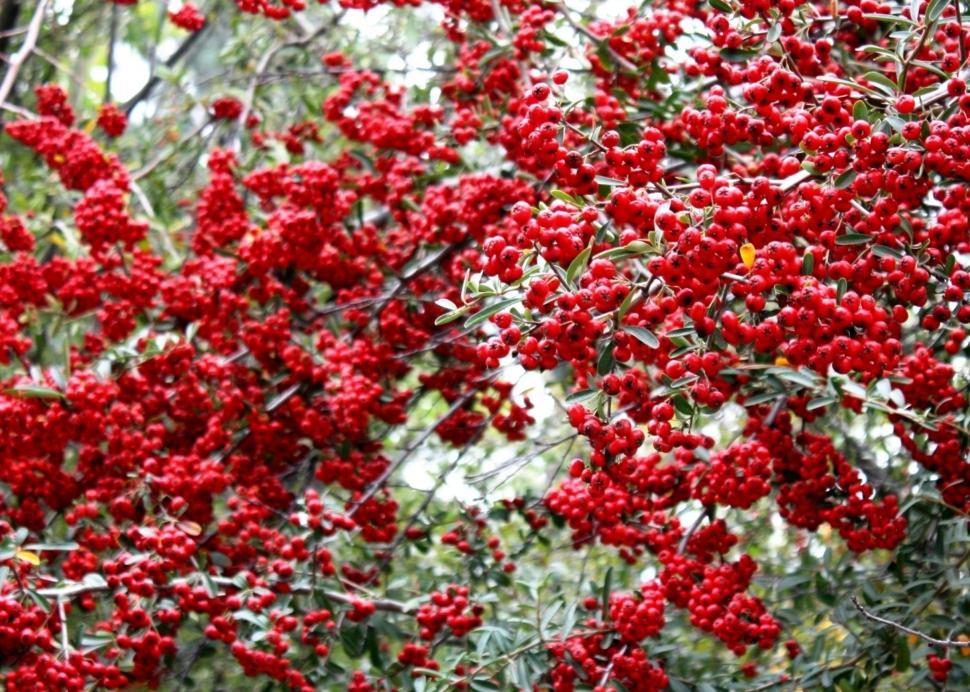 Free Image of Red Berries Growing on Tree Branches 