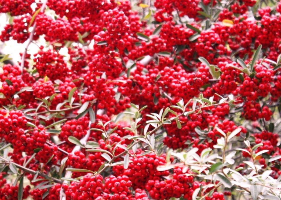 Free Image of Cluster of Red Berries on a Bush 