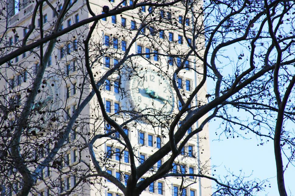 Free Image of Clock on building seen through bare branches 