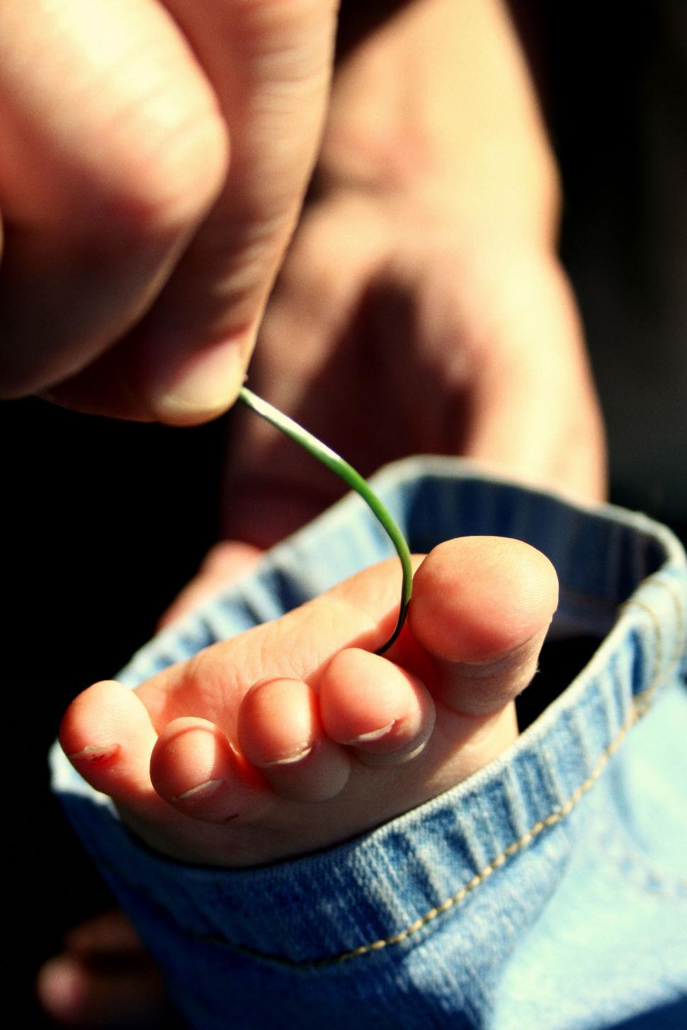 Free Image of Blade of Grass Balanced on Finger 
