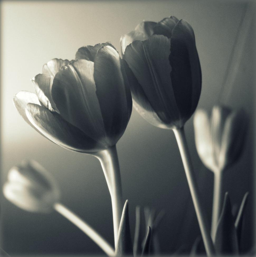 Free Image of Vintage black and white tulip flowers 