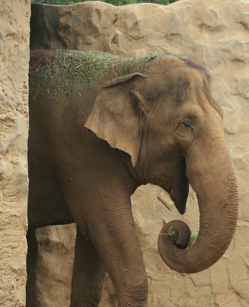 Free Image of Captive elephant enjoying a sand bath 