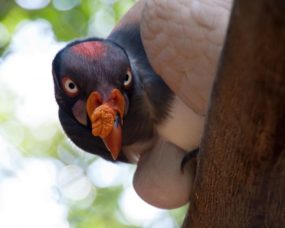 Free Image of King Vulture 